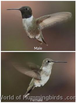 Hummingbird Garden Catalog: Black-Chinned Hummingbird